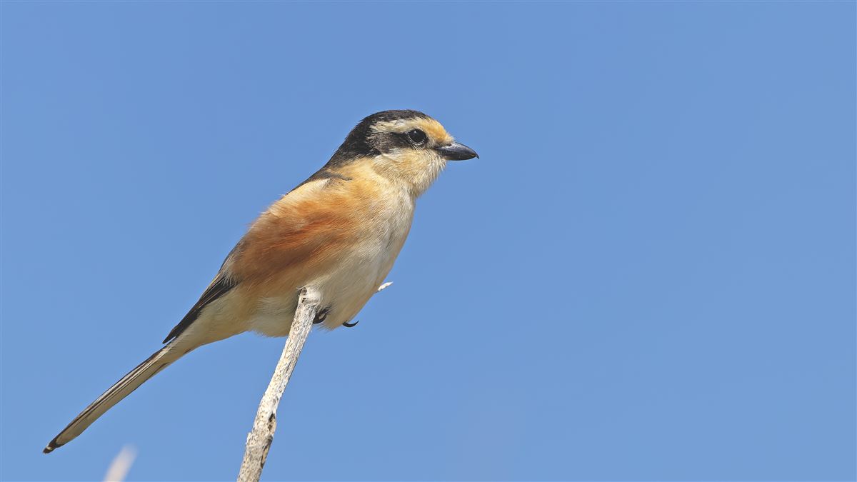 Masked Shrike