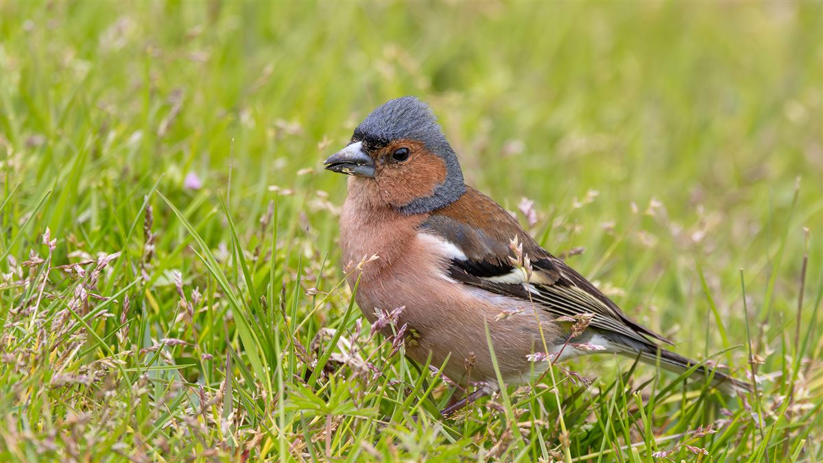 Eurasian Chaffinch
