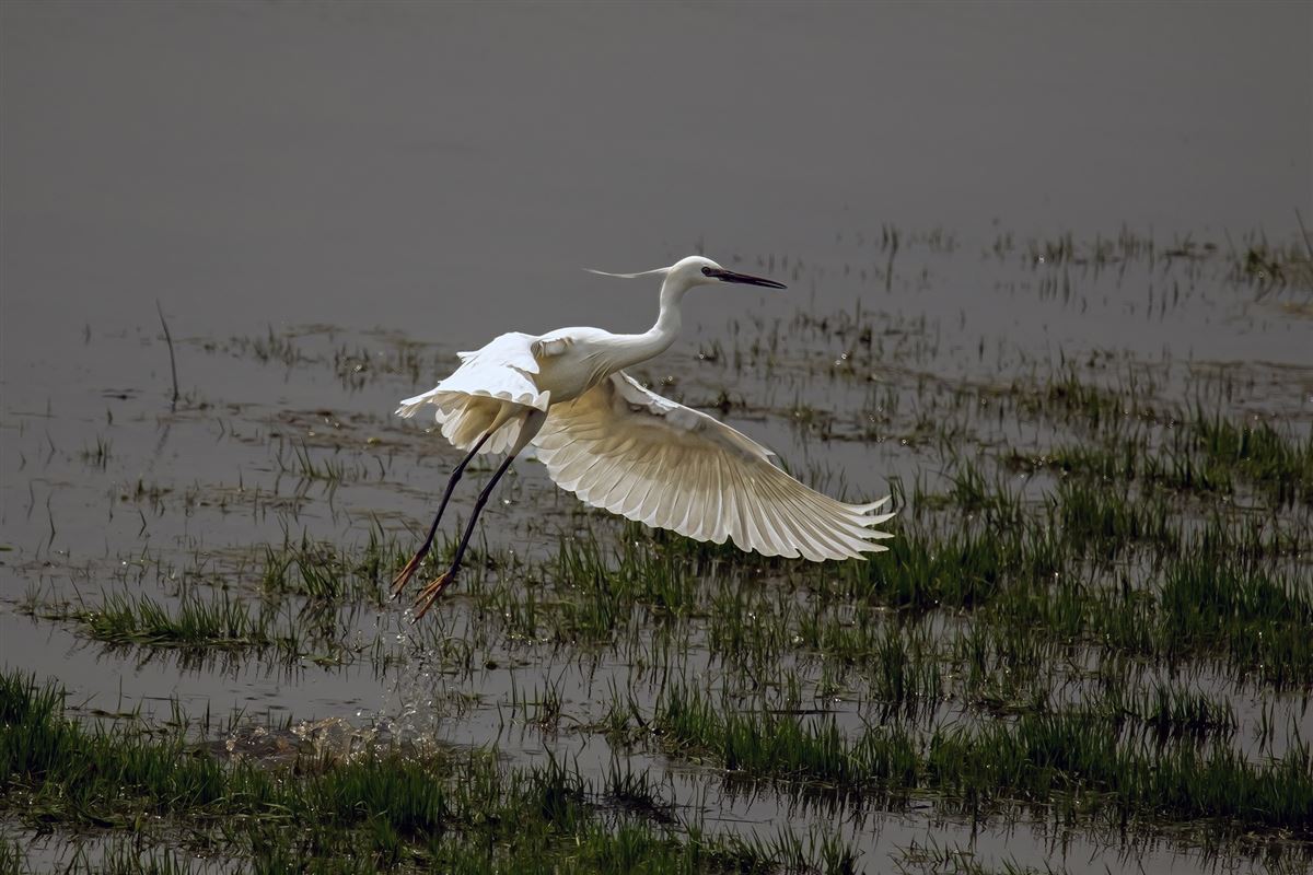 Little Egret