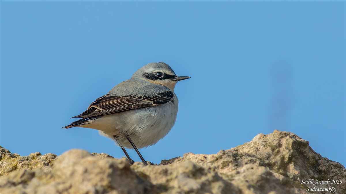 Northern Wheatear