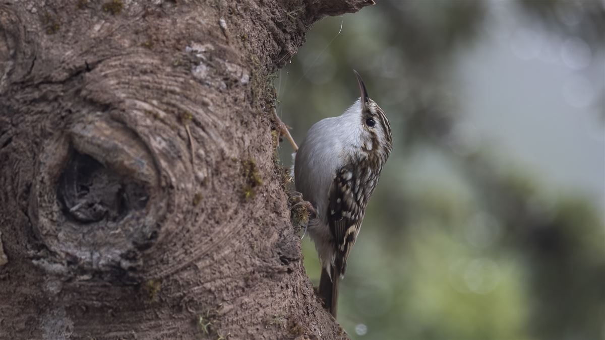 Eurasian Treecreeper