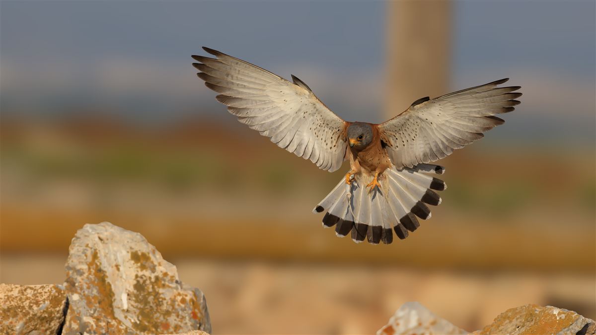 Lesser Kestrel