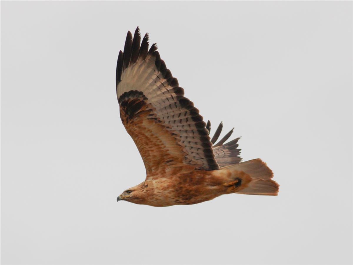 Long-legged Buzzard