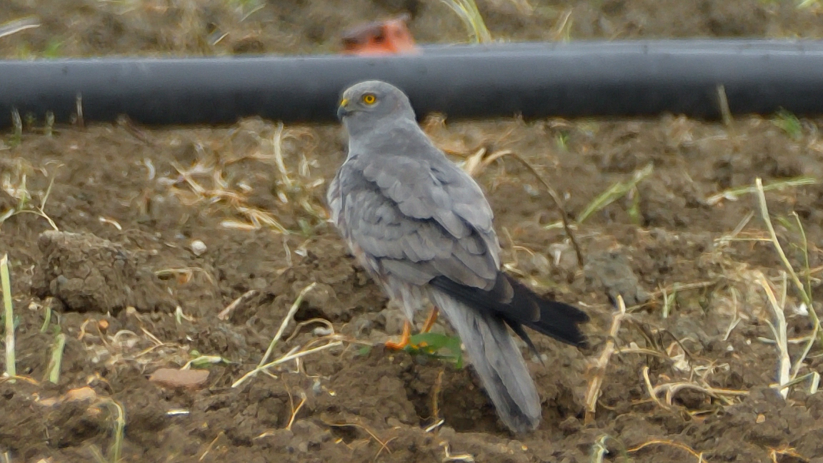 Montagu`s Harrier