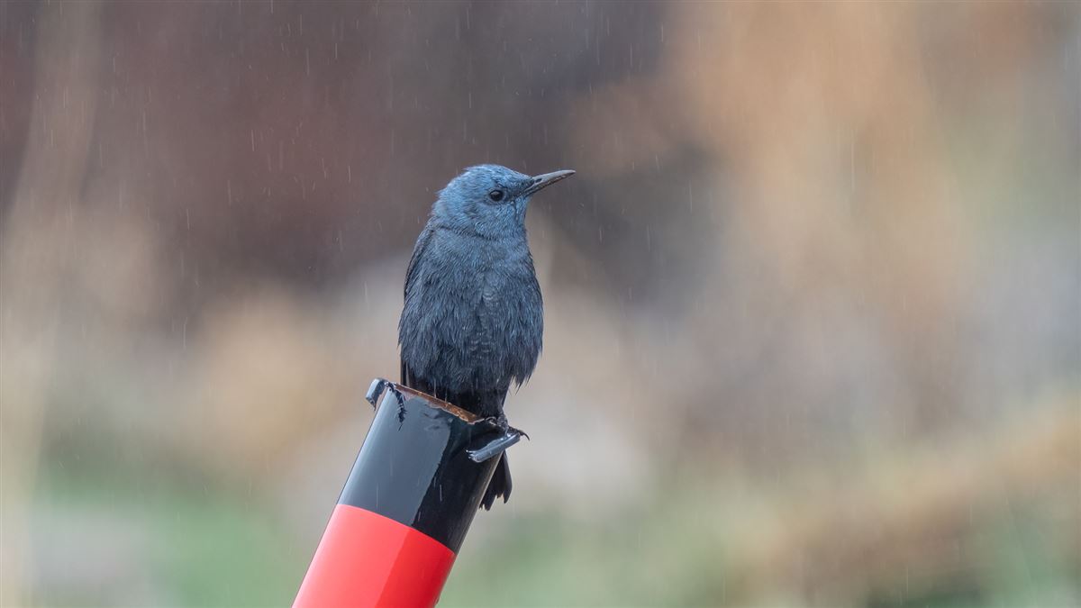 Blue Rock Thrush