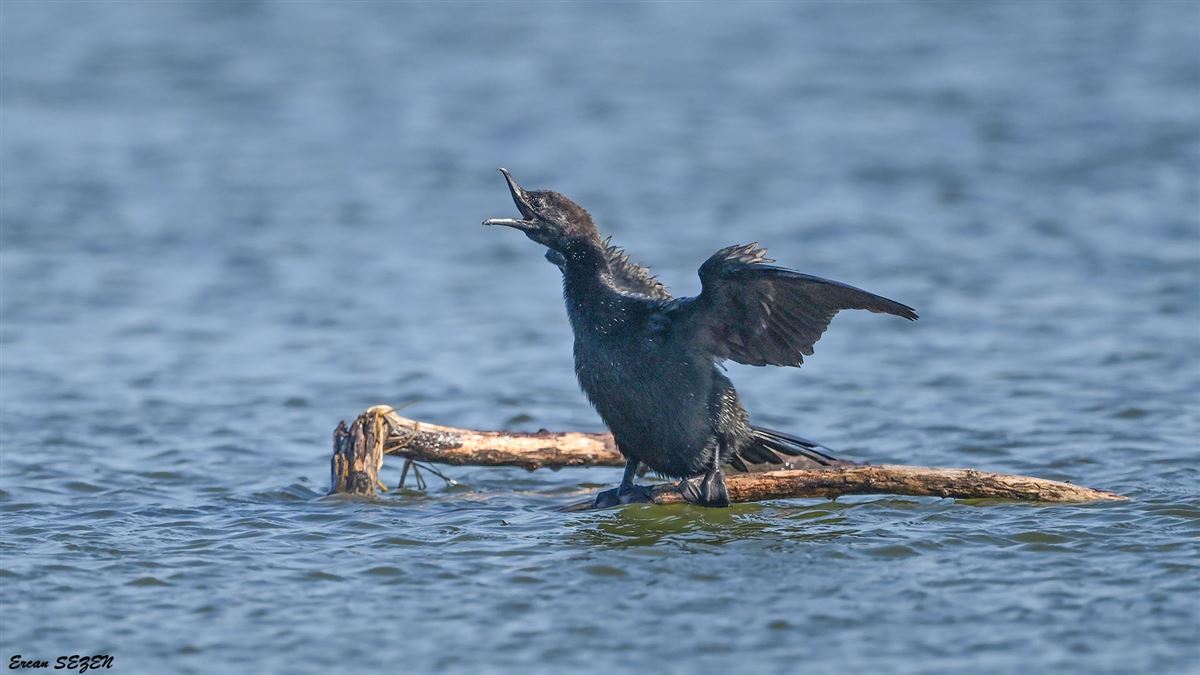 Pygmy Cormorant