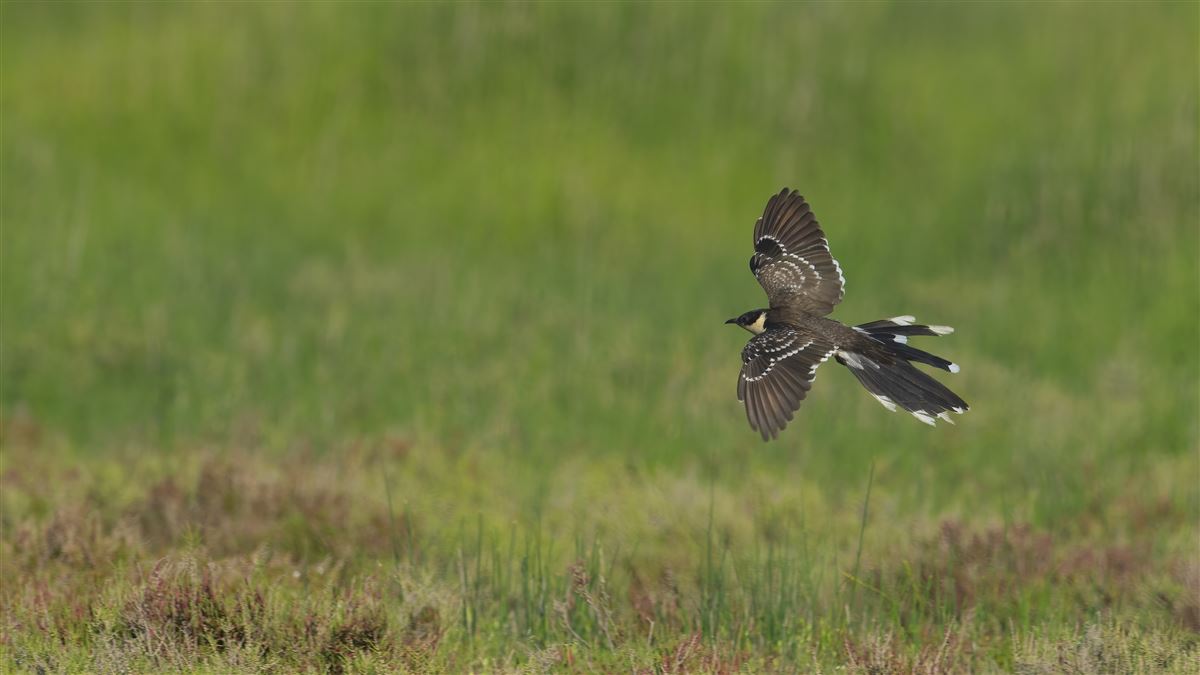 Great Spotted Cuckoo