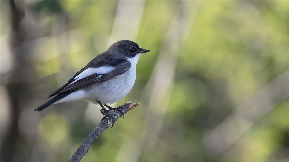 European Pied Flycatcher