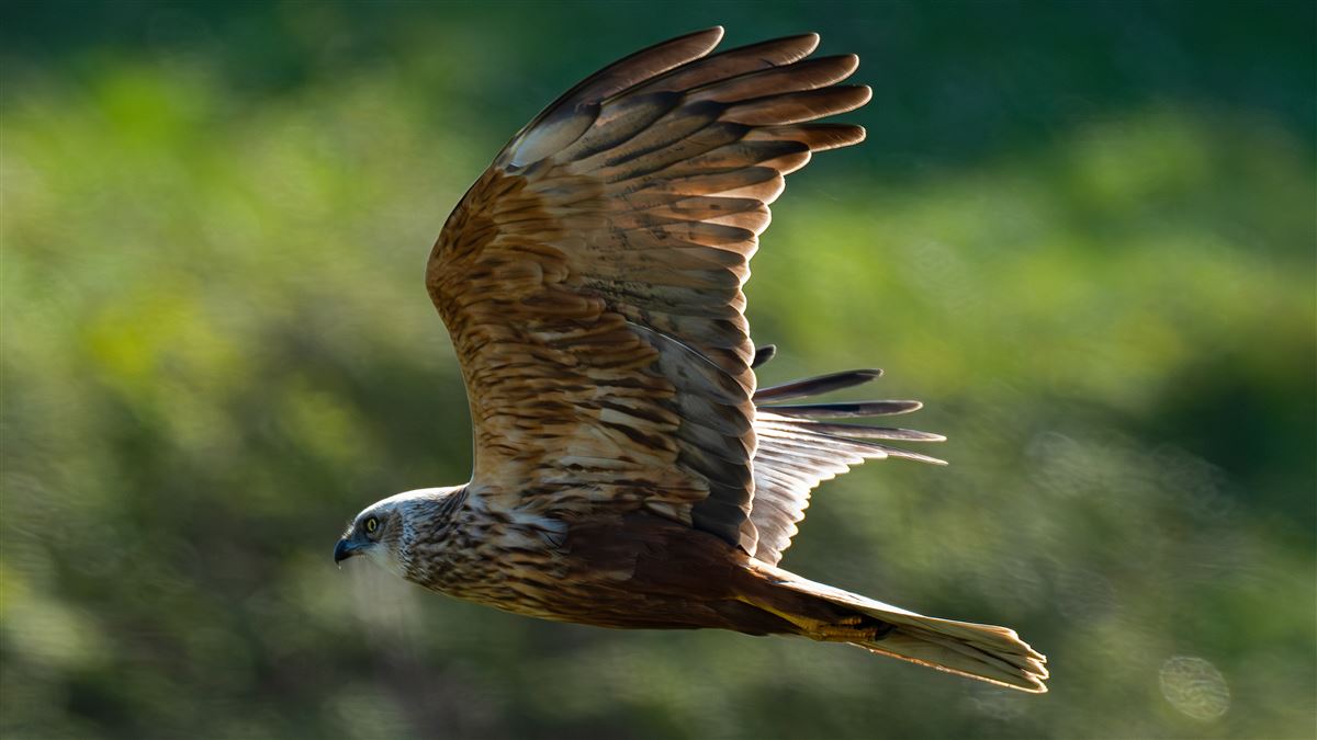 Western Marsh Harrier