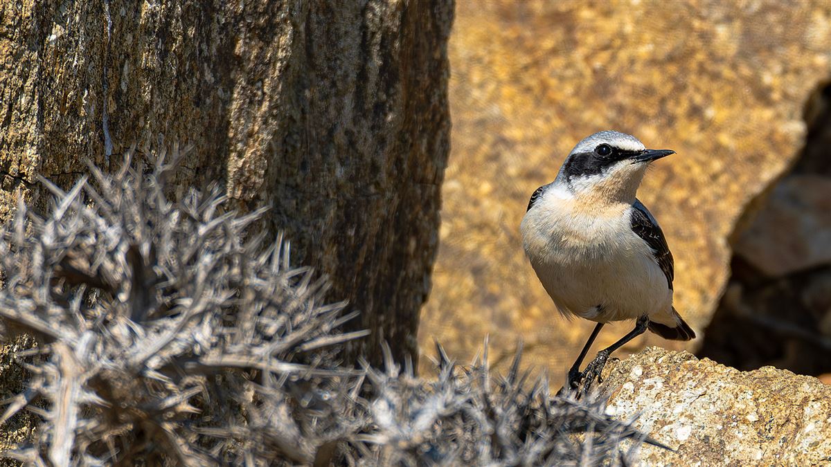 Northern Wheatear
