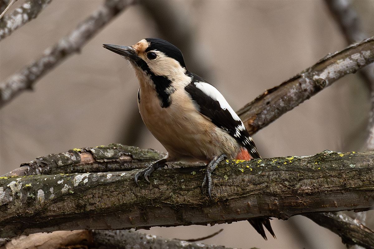 Syrian Woodpecker