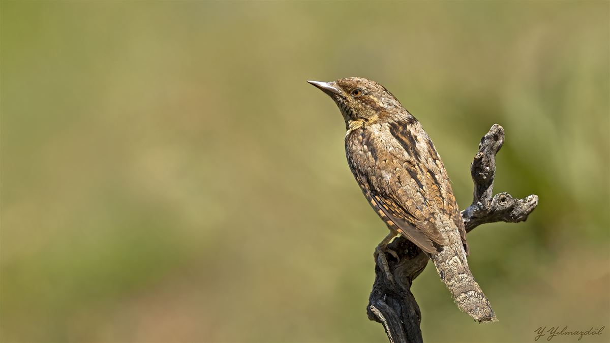 Eurasian Wryneck