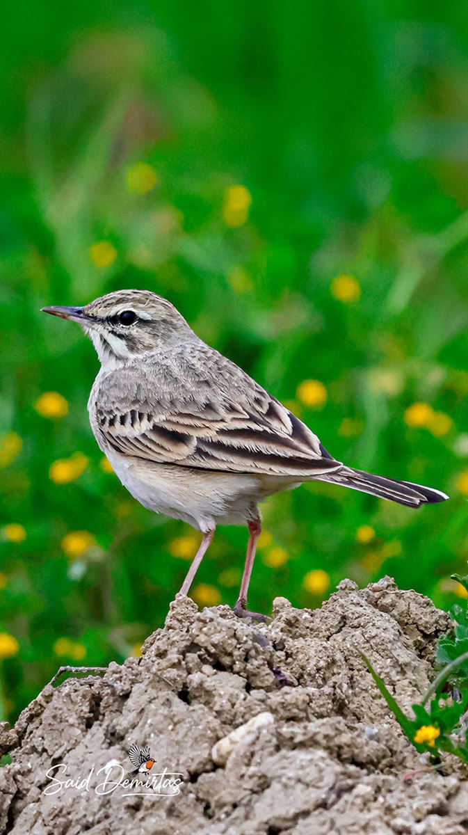 Tawny Pipit