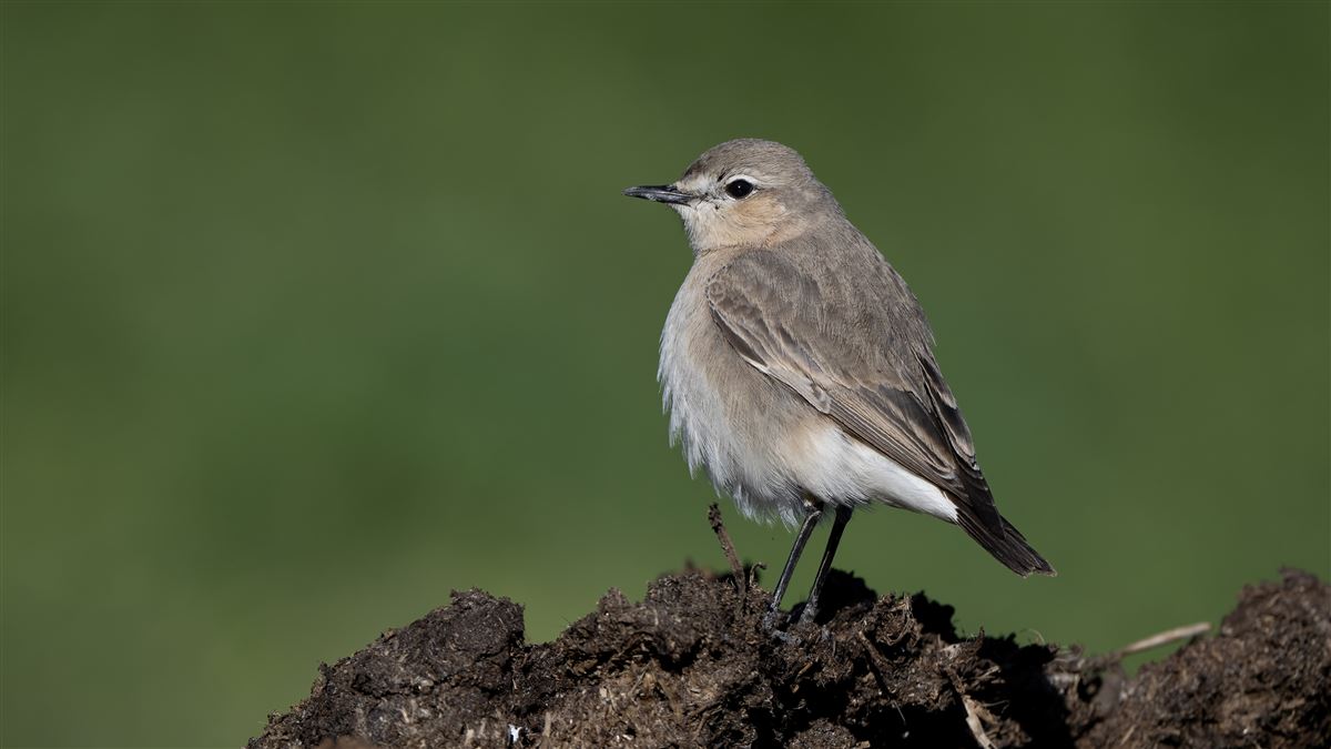 Isabelline Wheatear