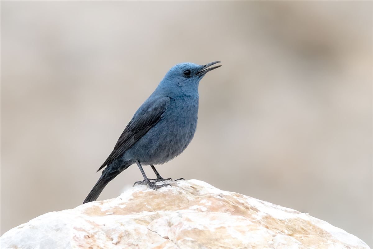 Blue Rock Thrush