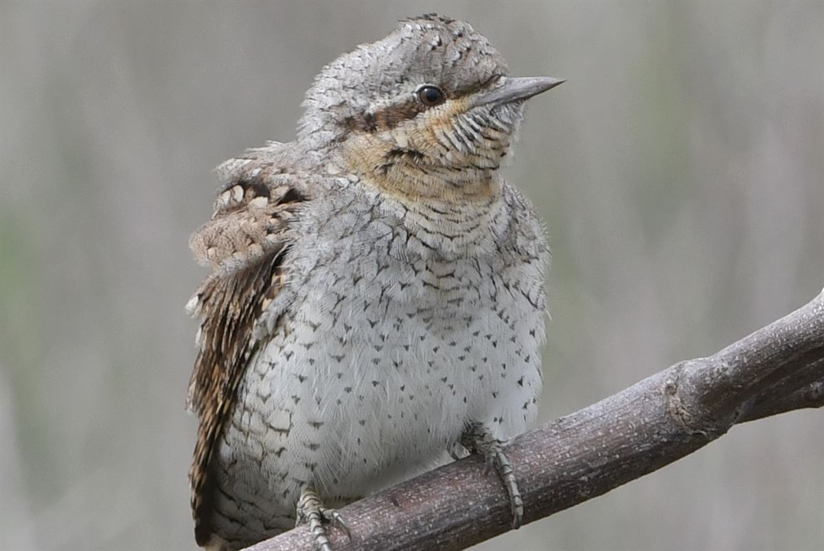 Eurasian Wryneck
