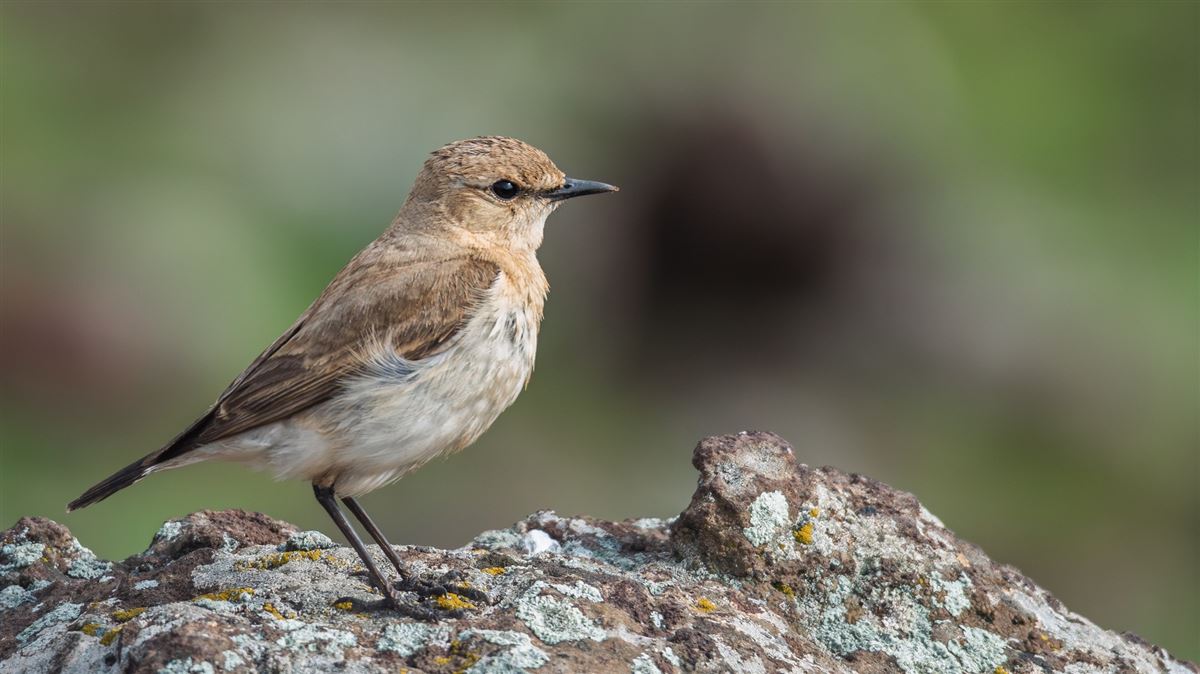 Isabelline Wheatear