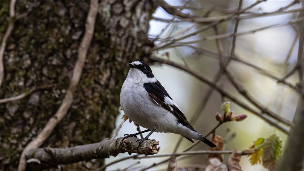 Collared Flycatcher