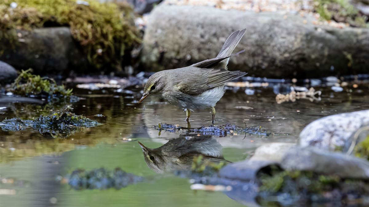 Willow Warbler
