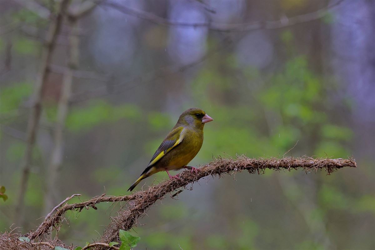 European Greenfinch