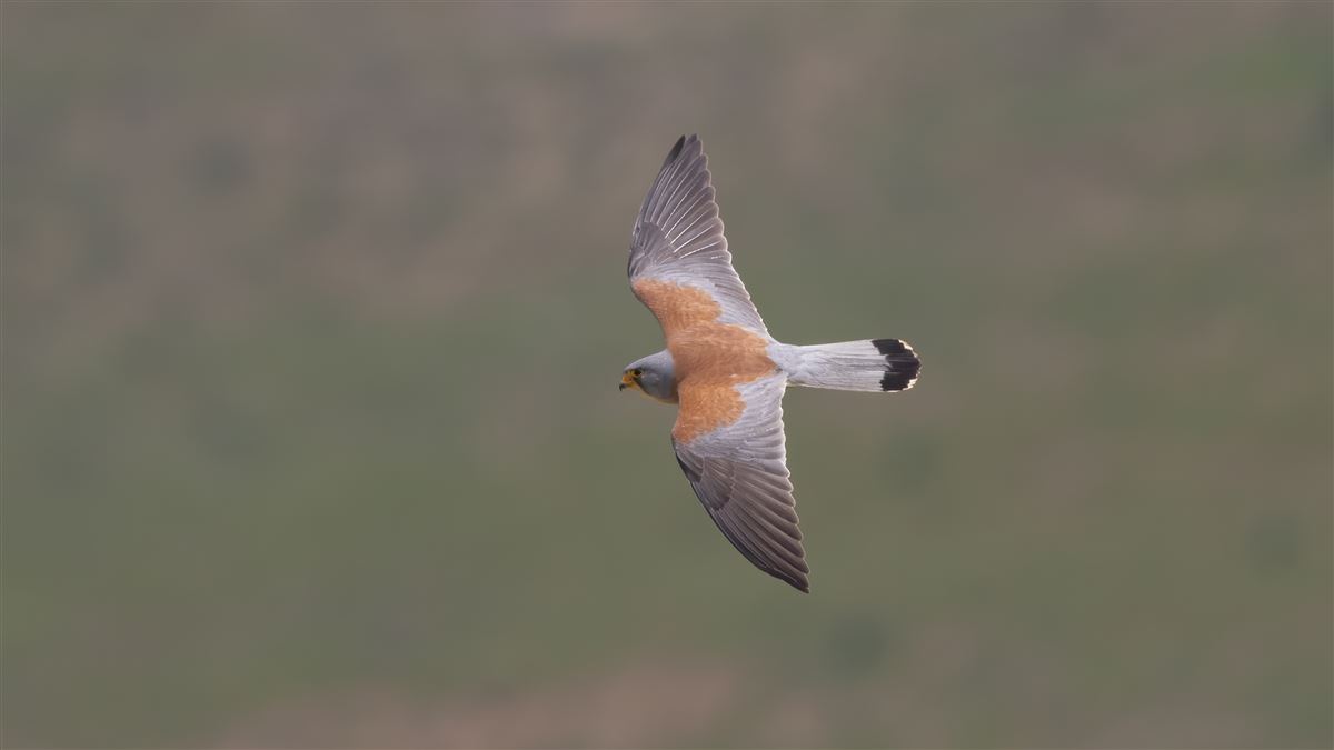 Lesser Kestrel