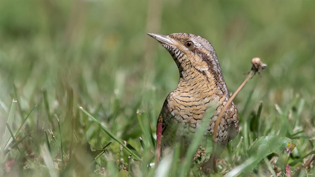 Eurasian Wryneck