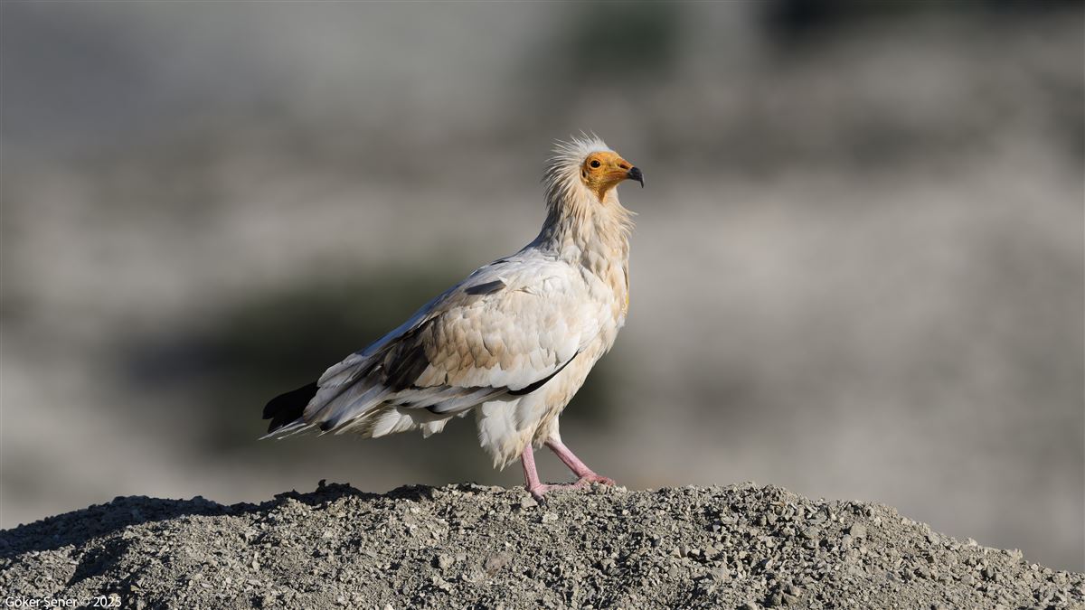 Egyptian Vulture