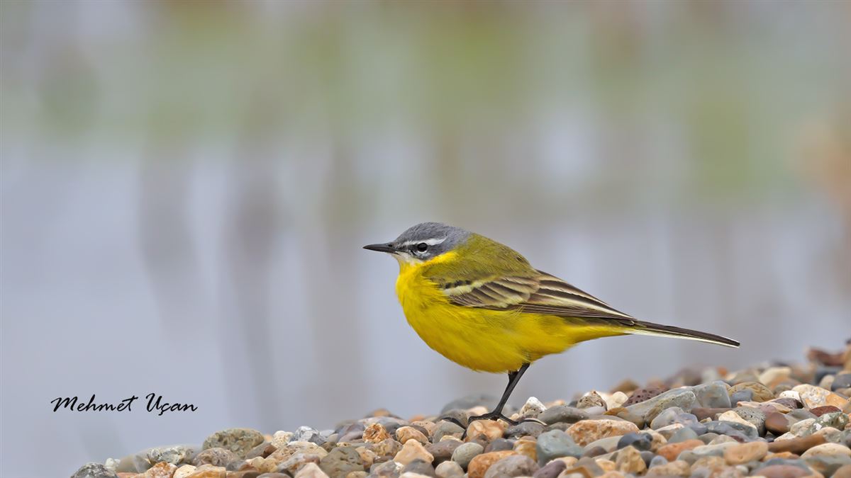 Western Yellow Wagtail