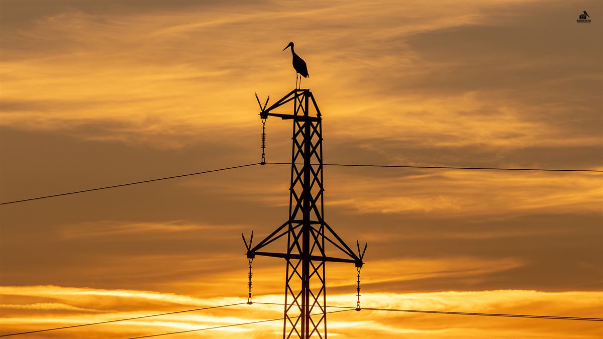 White Stork