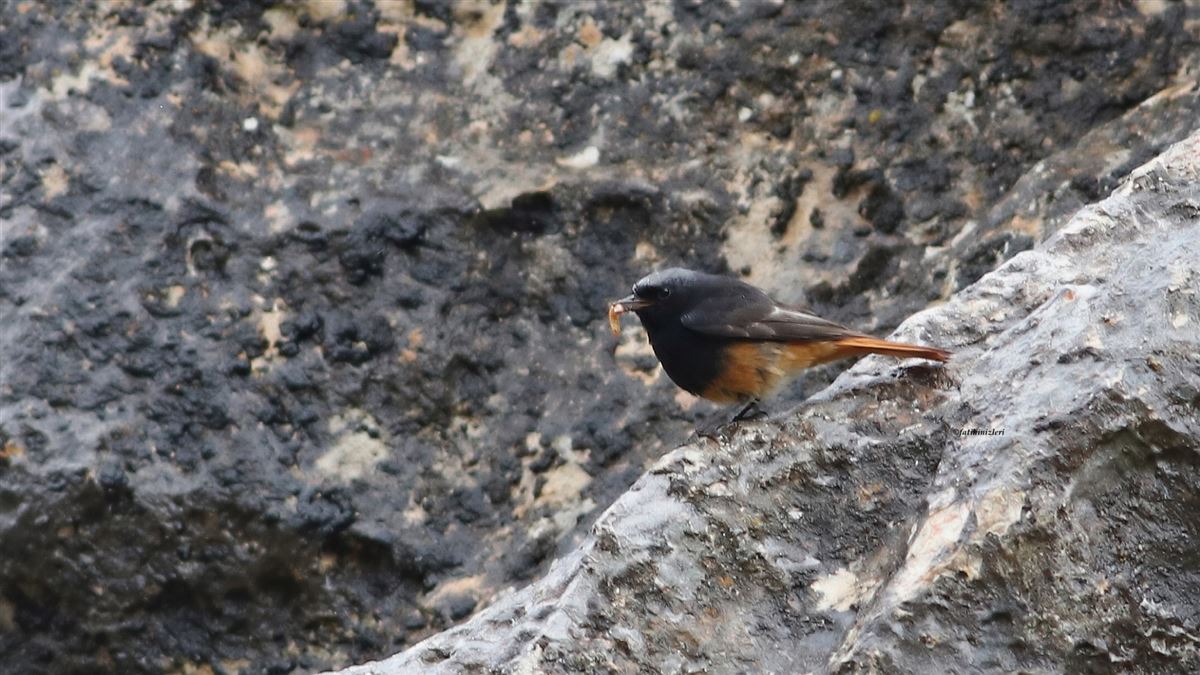 Black Redstart