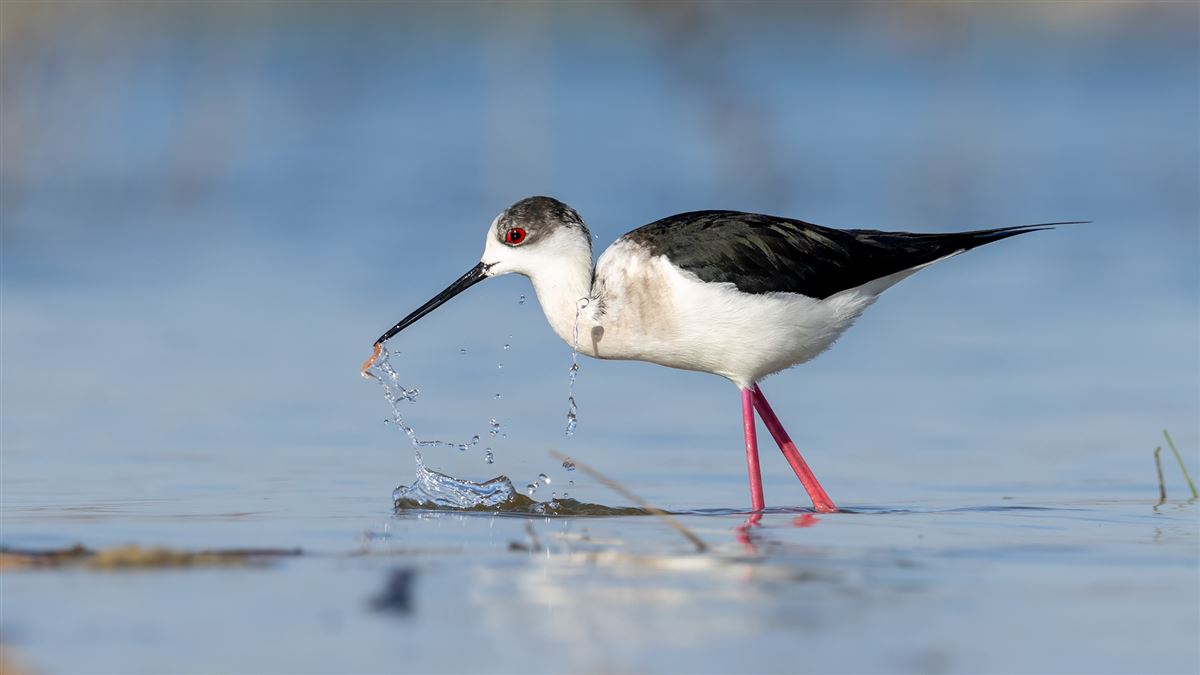 Black-winged Stilt