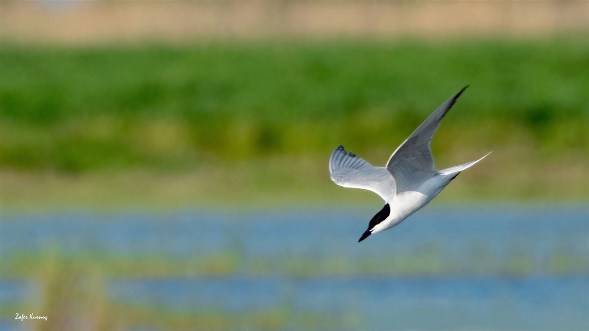 Gull-billed Tern