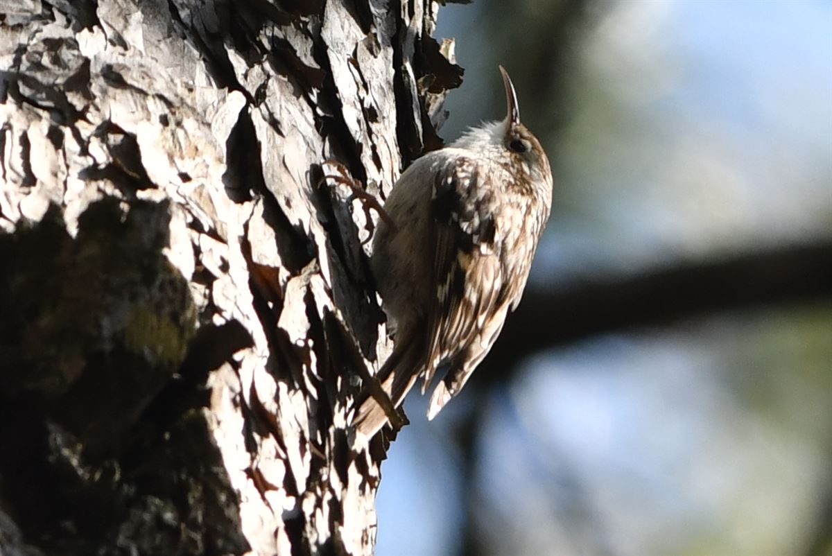 Short-toed Treecreeper