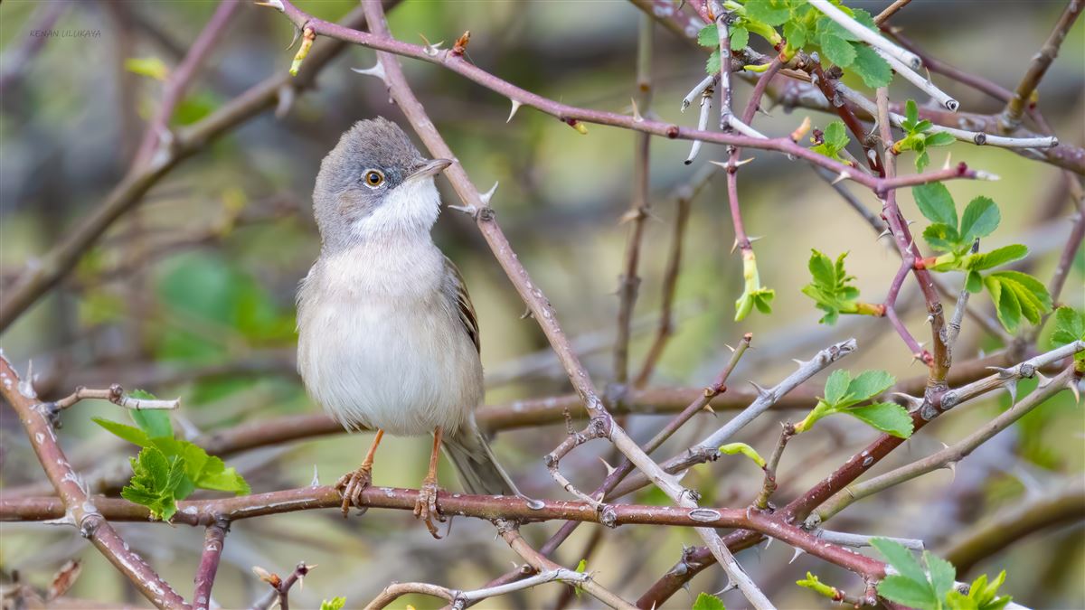 Common Whitethroat
