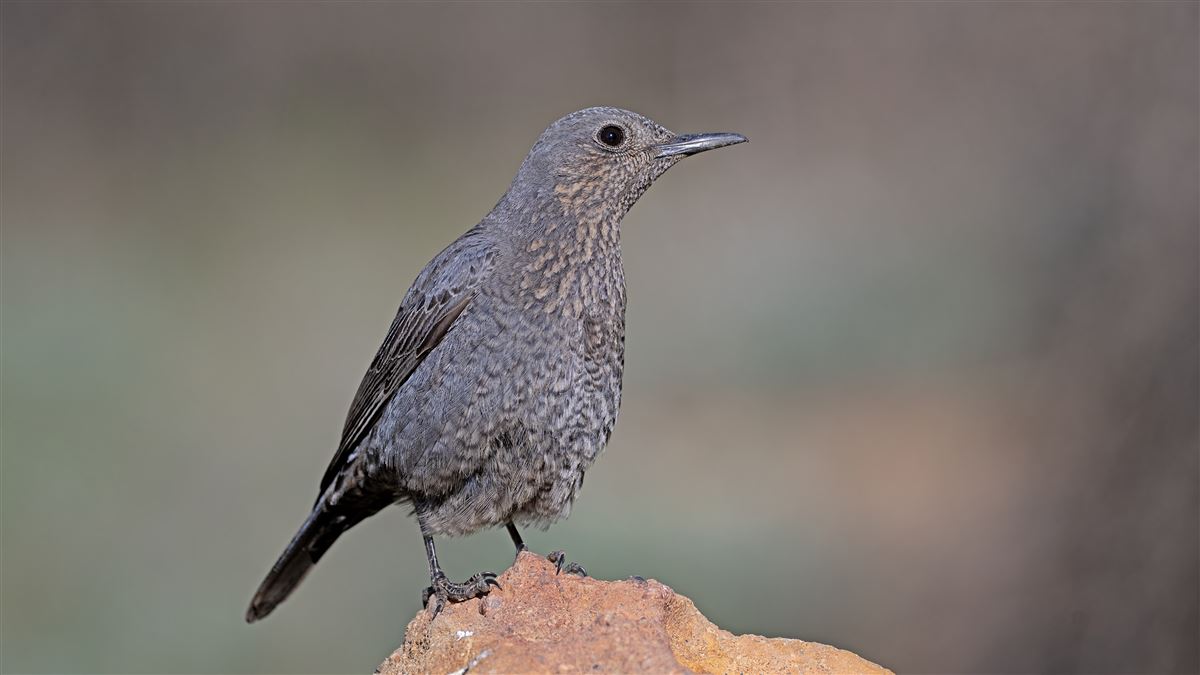 Blue Rock Thrush