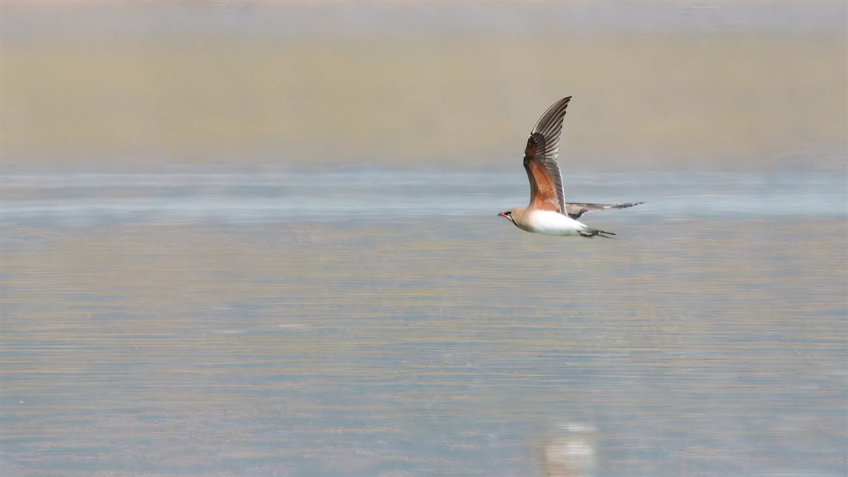 Collared Pratincole