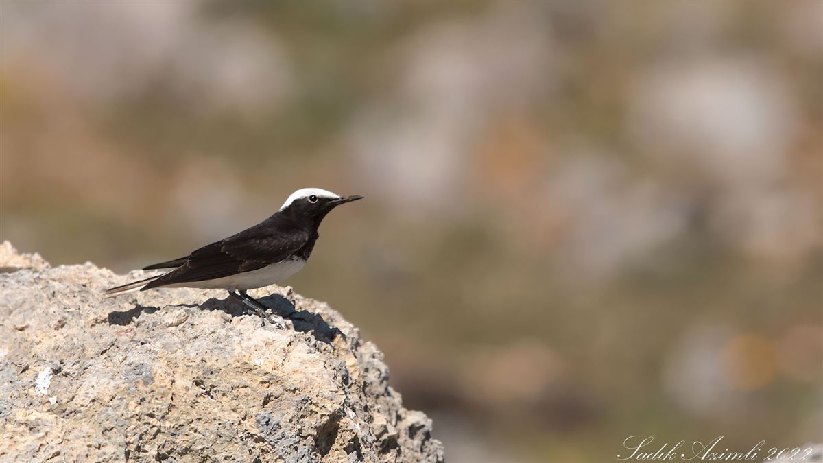 Hooded Wheatear