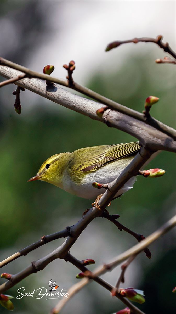 Wood Warbler