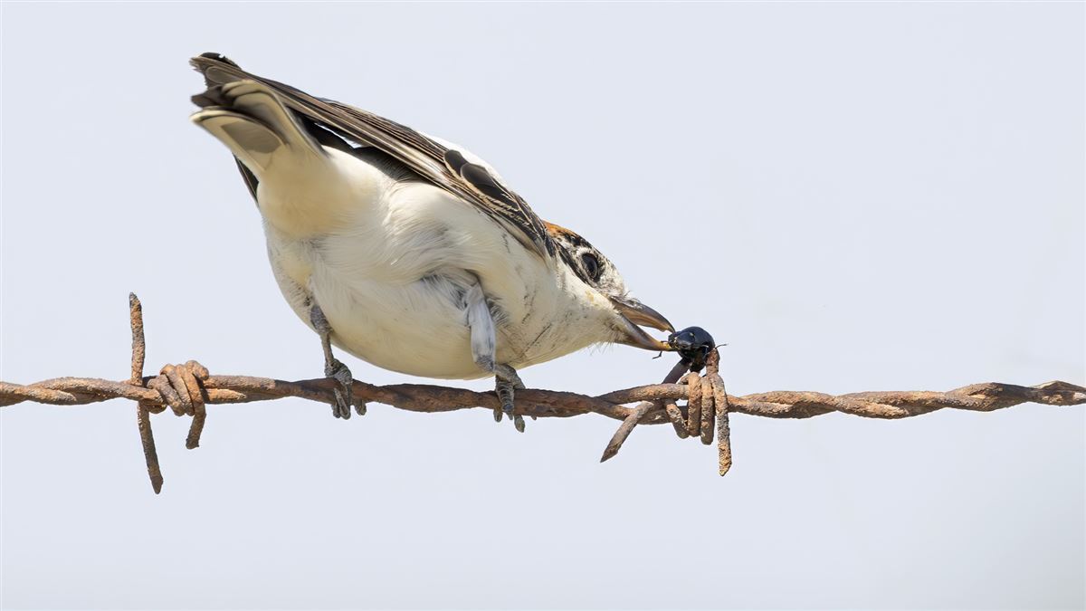 Woodchat Shrike
