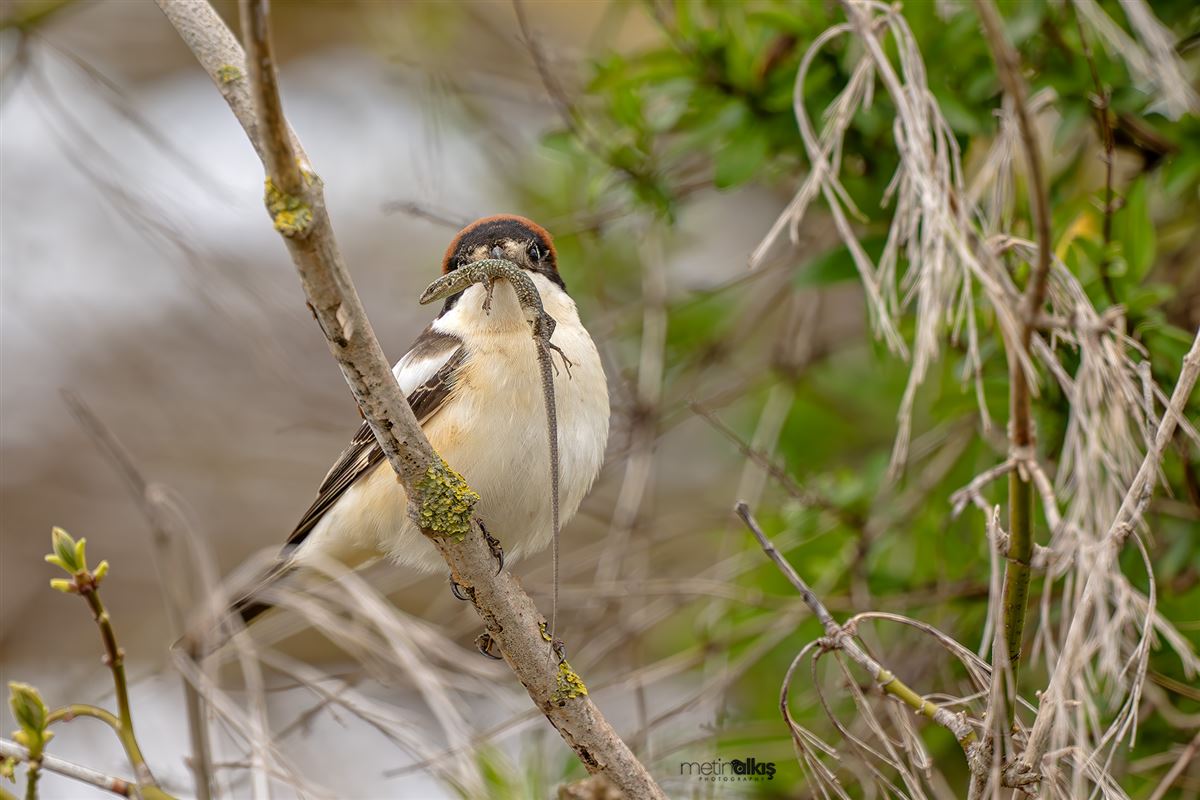 Woodchat Shrike