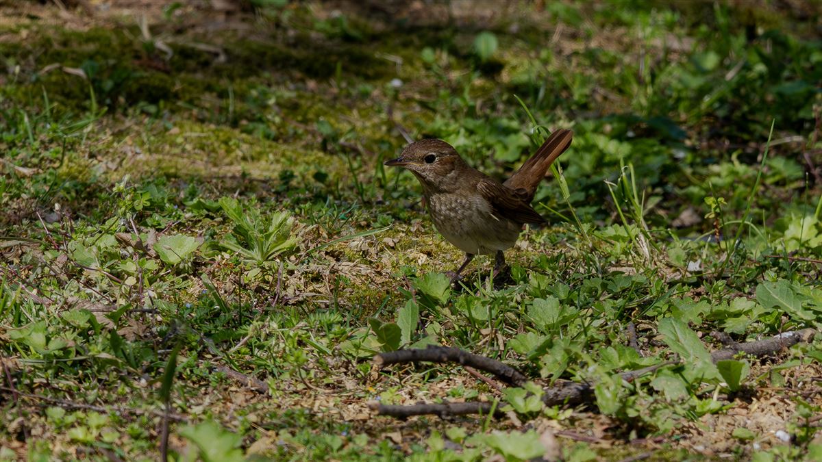 Thrush Nightingale