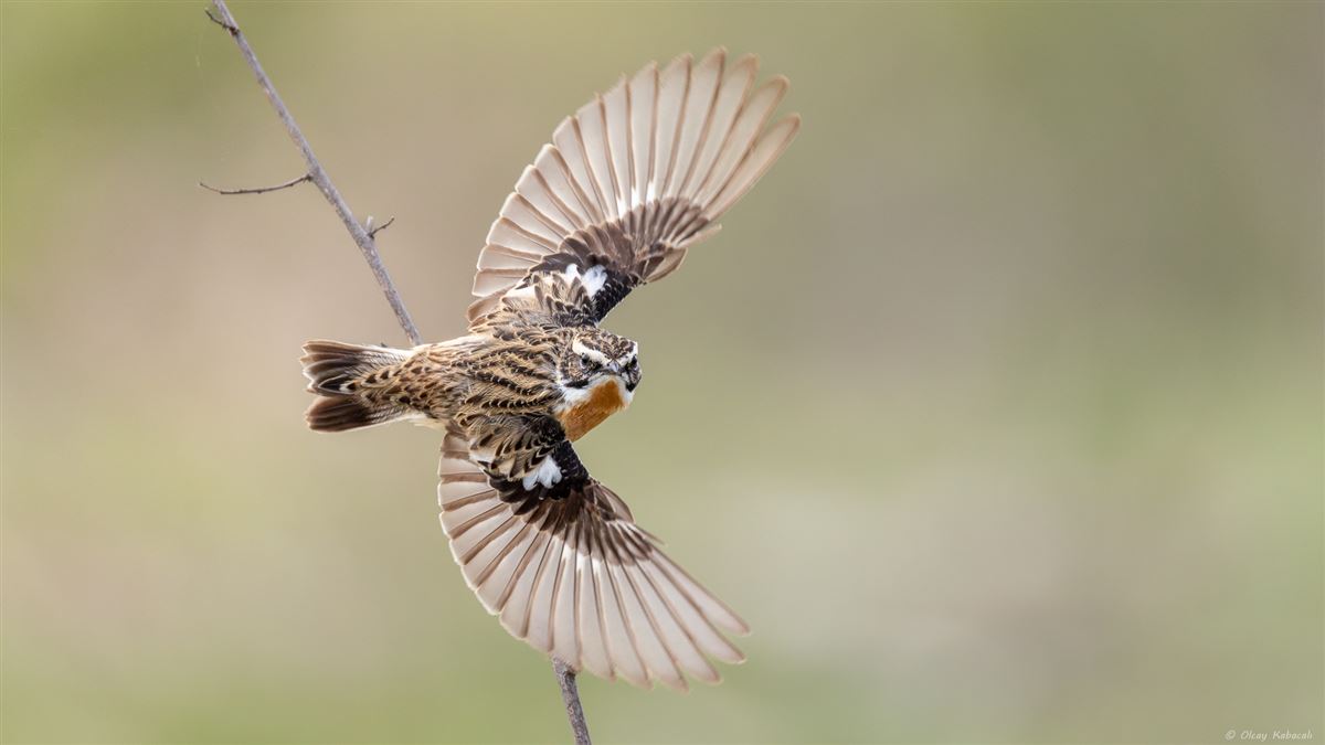 Whinchat