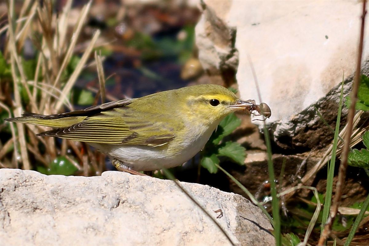 Wood Warbler