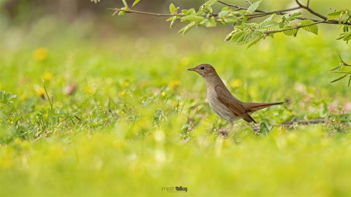 Thrush Nightingale