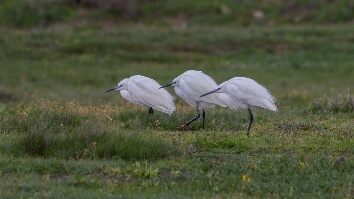 Little Egret