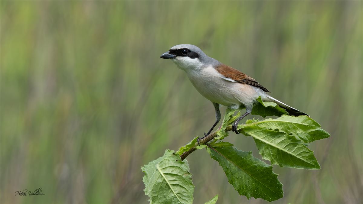 Red-backed Shrike