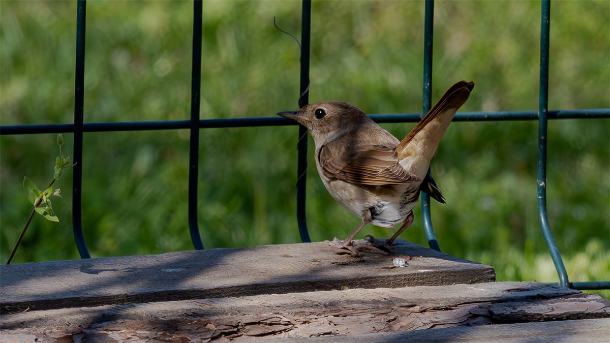 Thrush Nightingale