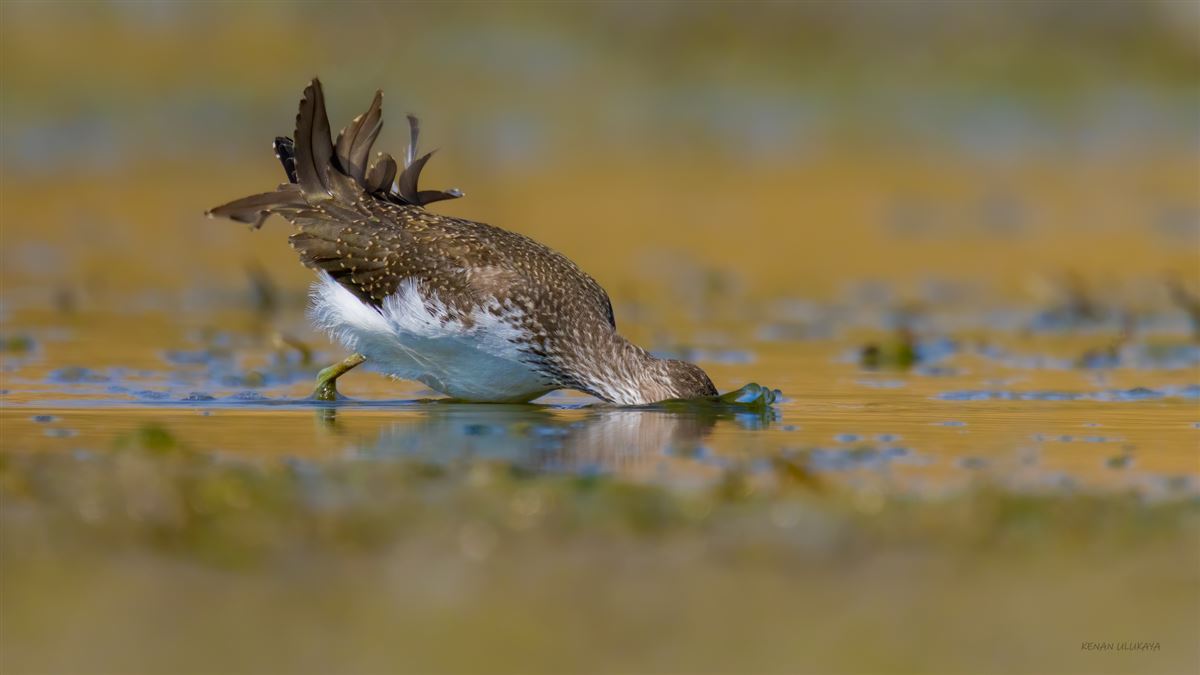Green Sandpiper