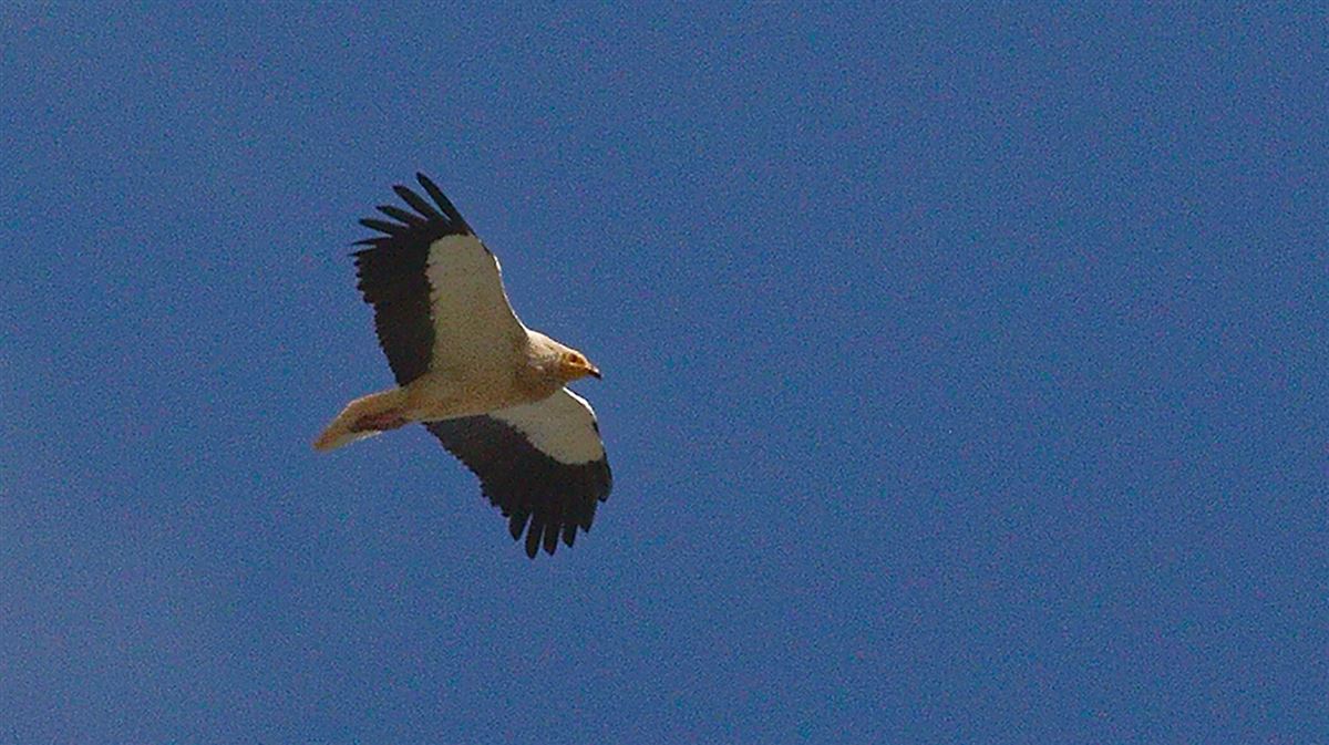 Egyptian Vulture
