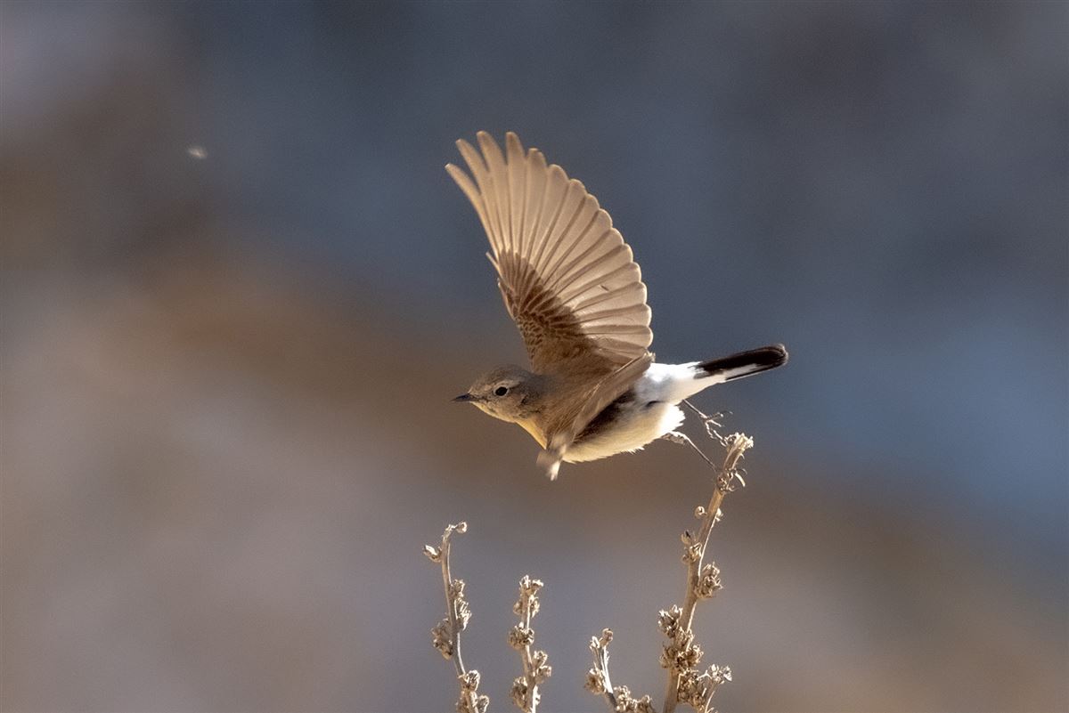 Isabelline Wheatear